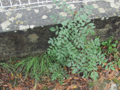 Fraxinus angustifolia