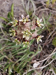 Asclepias crispa