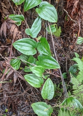 Smilax melastomifolia