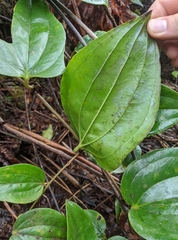 Smilax melastomifolia
