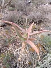 Aloe acutissima image