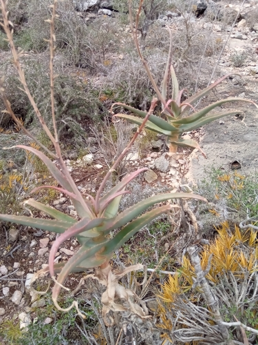 Aloe acutissima image