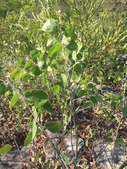 Acacia humifusa