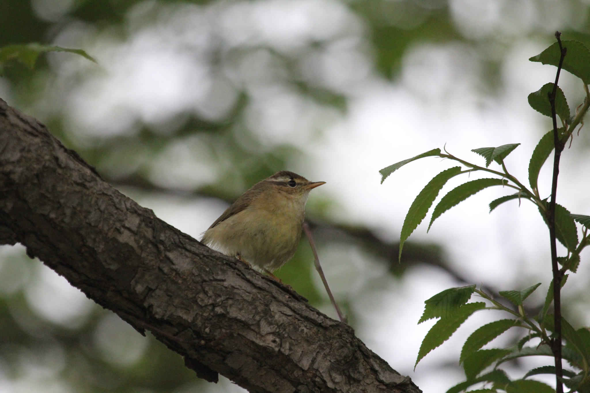 Yellow-streaked Warbler