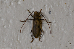 Eburia mutica