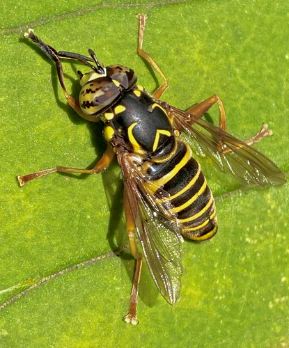 Unknown species found near Lyall St, Boston, MA, US