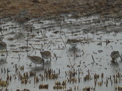 Calidris alpina