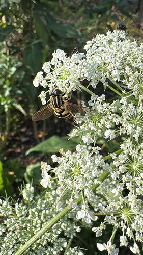 Unknown species found near Trimtown Rd, North Scituate, RI, US