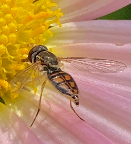 Unknown species found near Lyall St, Boston, MA, US