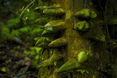 Zanthoxylum martinicense