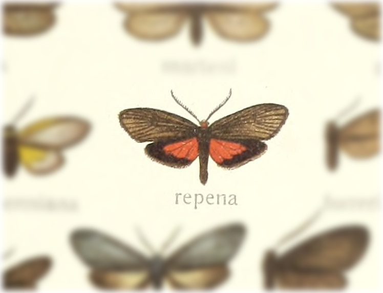 Tetraclonia