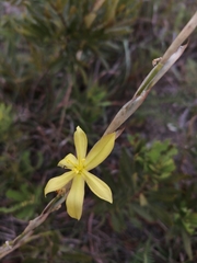 Hexaglottis