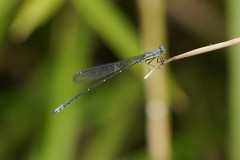 Neosticta canescens