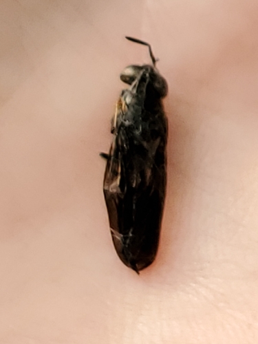 Unknown species found near Champaign County, US-IL, US