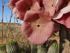 Hoodia