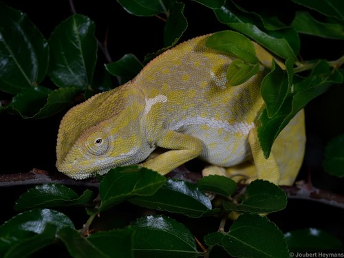 Flap-necked Chameleon, photo 3 of 10