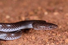 Lycophidion capense capense