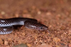 Lycophidion capense capense