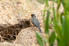 Turdus abyssinicus