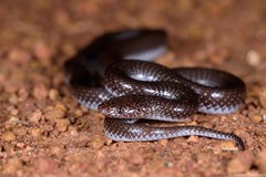 Lycophidion capense capense