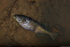 Marcusenius macrolepidotus