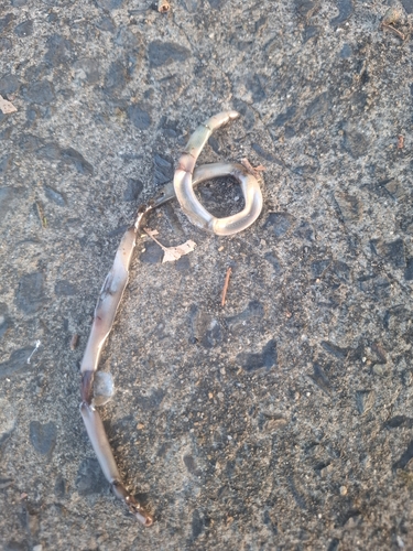 Blackish Blind Snake sighting