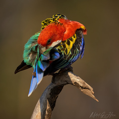 Platycercus eximius elecica