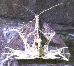 Ecliptopera rectilinea