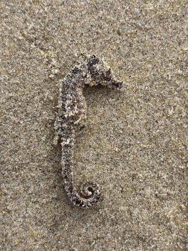 Hippocampus hippocampus