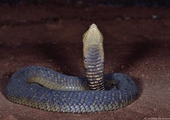 Naja annulifera