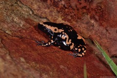 Phrynomantis bifasciatus
