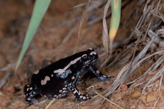 Phrynomantis bifasciatus