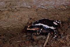 Phrynomantis bifasciatus