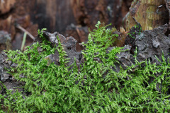 Eurhynchium