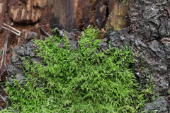 Eurhynchium