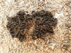 Collema subflaccidum