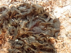 Collema subflaccidum