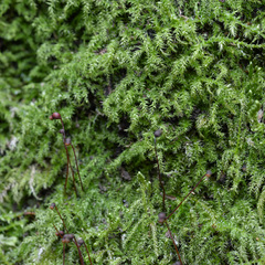 Eurhynchium
