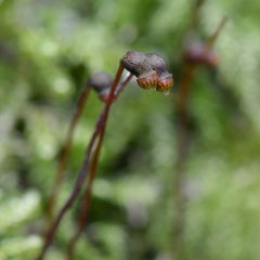 Eurhynchium
