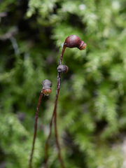 Eurhynchium
