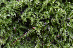 Eurhynchium
