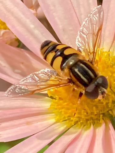 Unknown species found near Suffolk County, US-MA, US