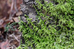 Eurhynchium