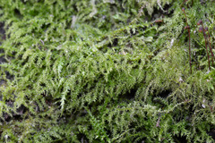 Eurhynchium