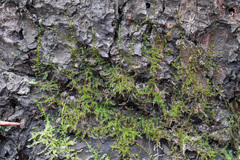 Eurhynchium