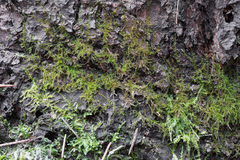 Eurhynchium