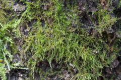 Eurhynchium
