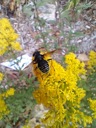 Unknown species found near Lebanon, NH 03766, USA