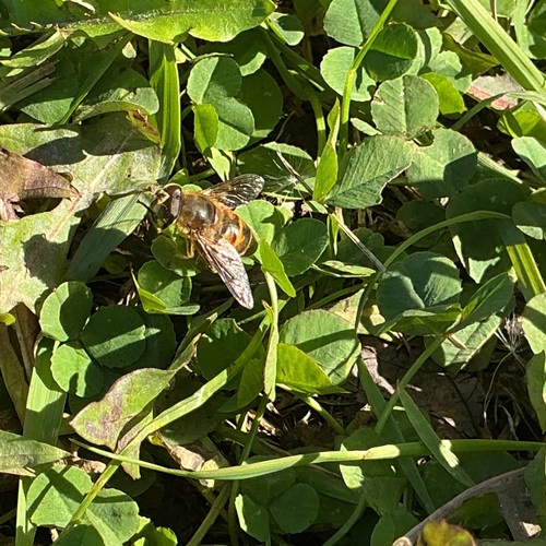 Unknown species found near Hamline - Midway, St Paul, MN, USA