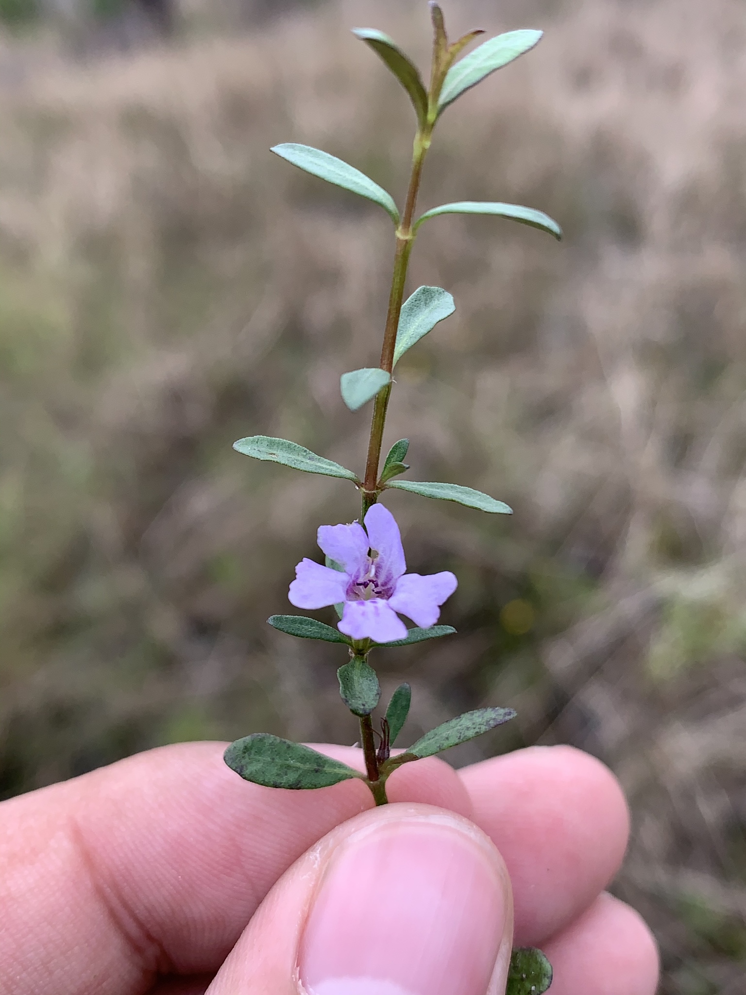 Dyschoriste angusta